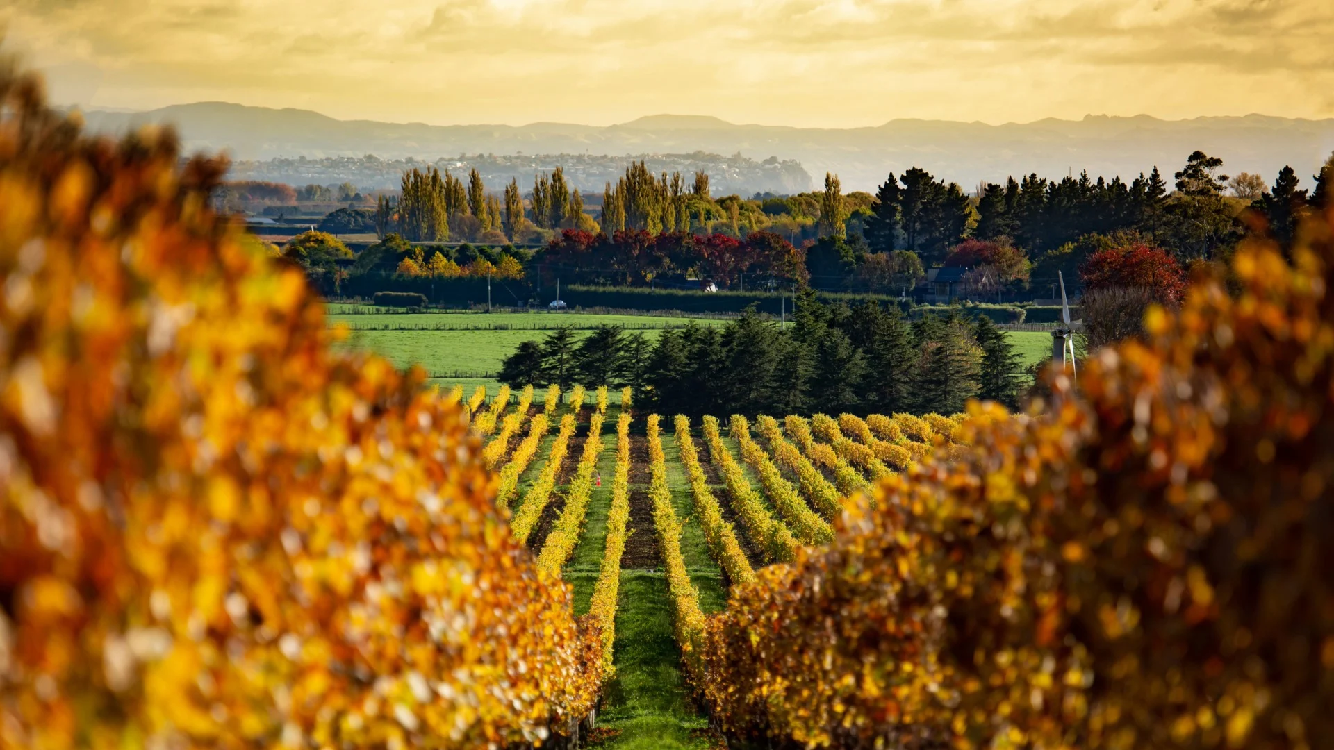 Best Wine Regions to Visit in New Zealand: A Guide for Wine Lovers