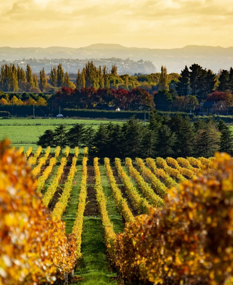 Blog Image for Best Wine Regions to Visit in New Zealand: A Guide for Wine Lovers