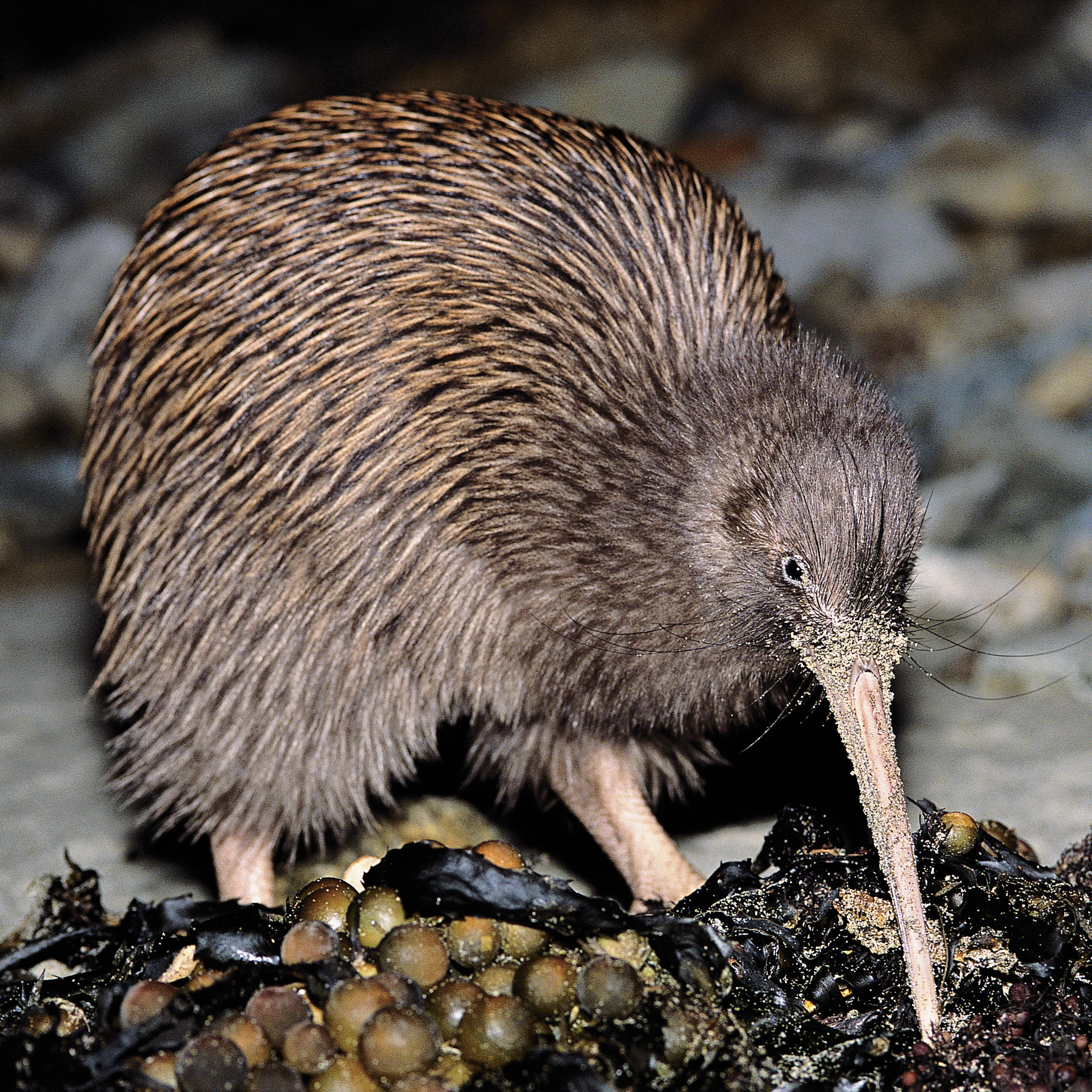 Image of Nature & Wildlife