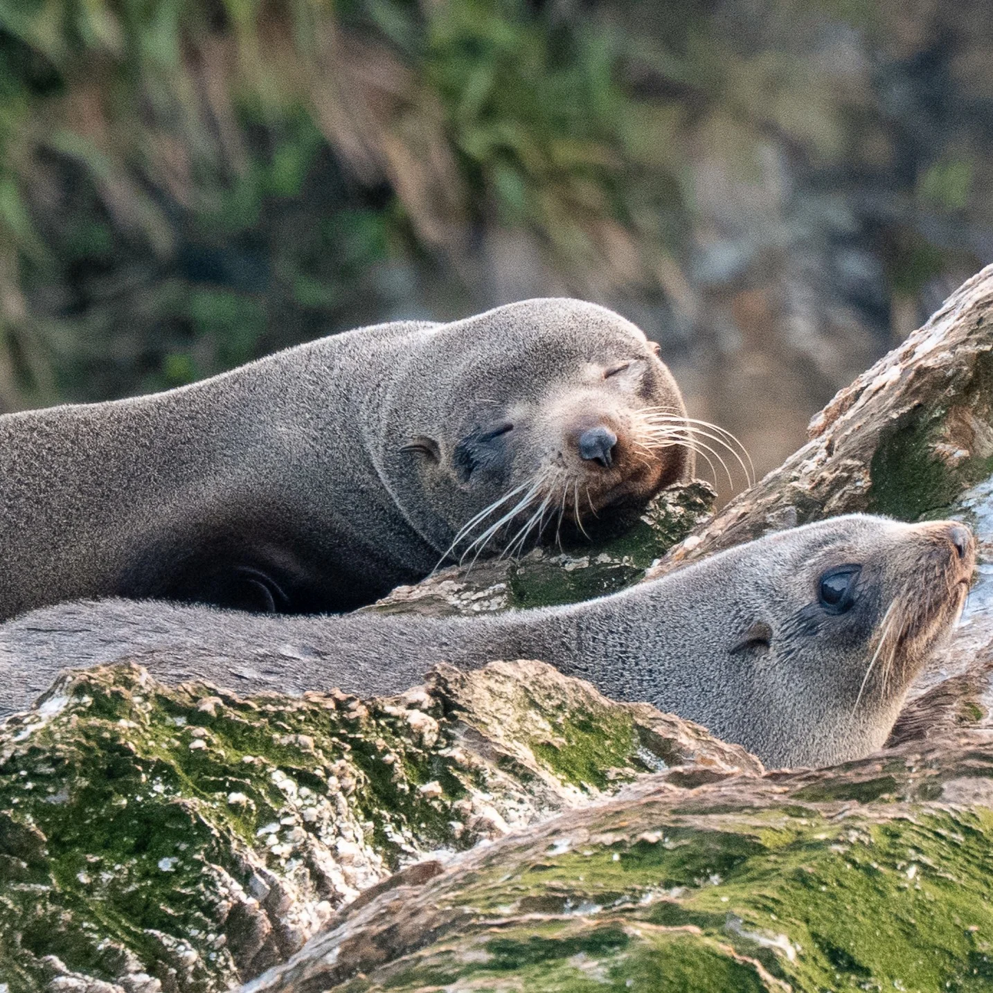 Statement Image of Marlborough