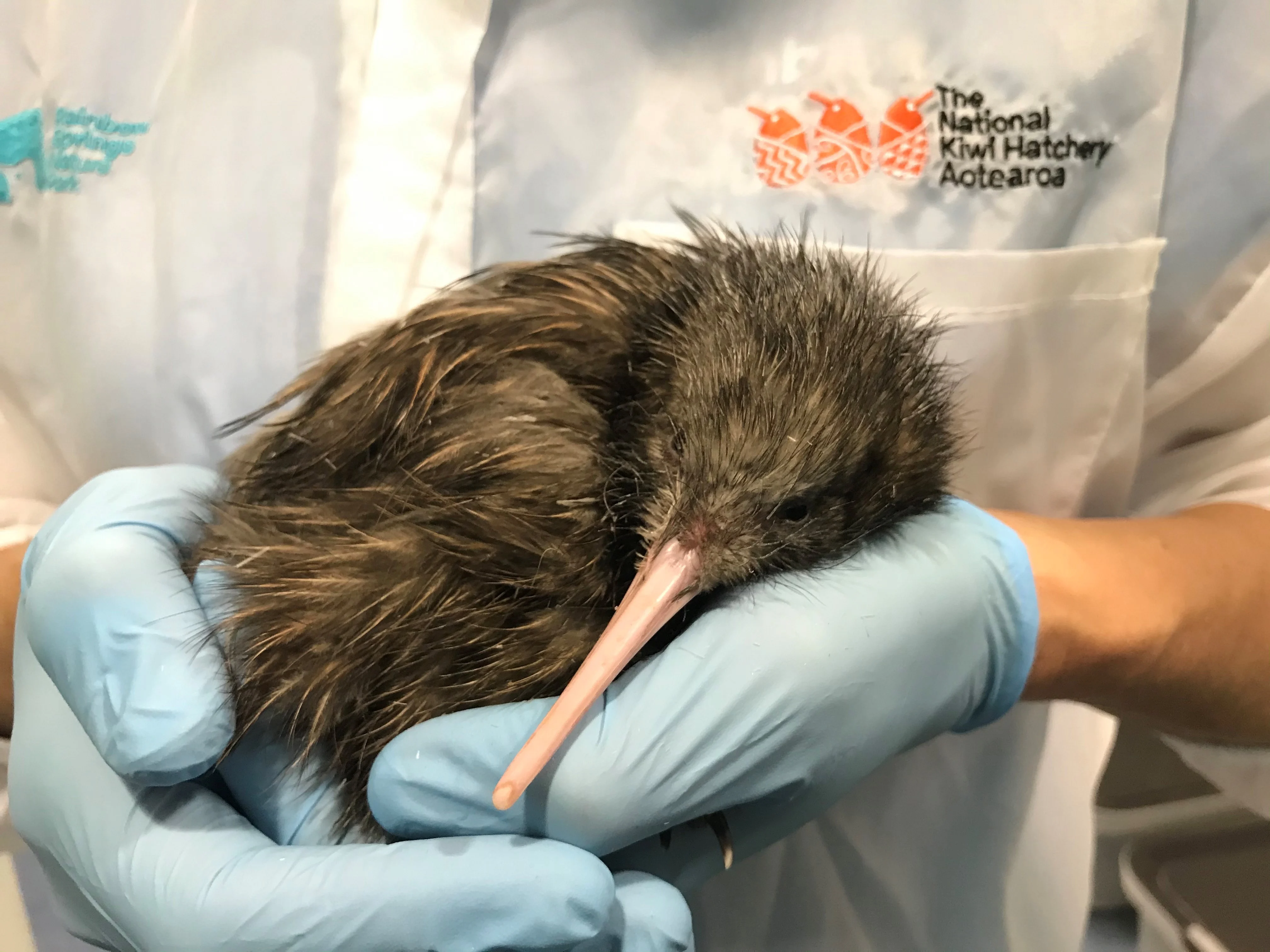 Statement Image of Rotorua