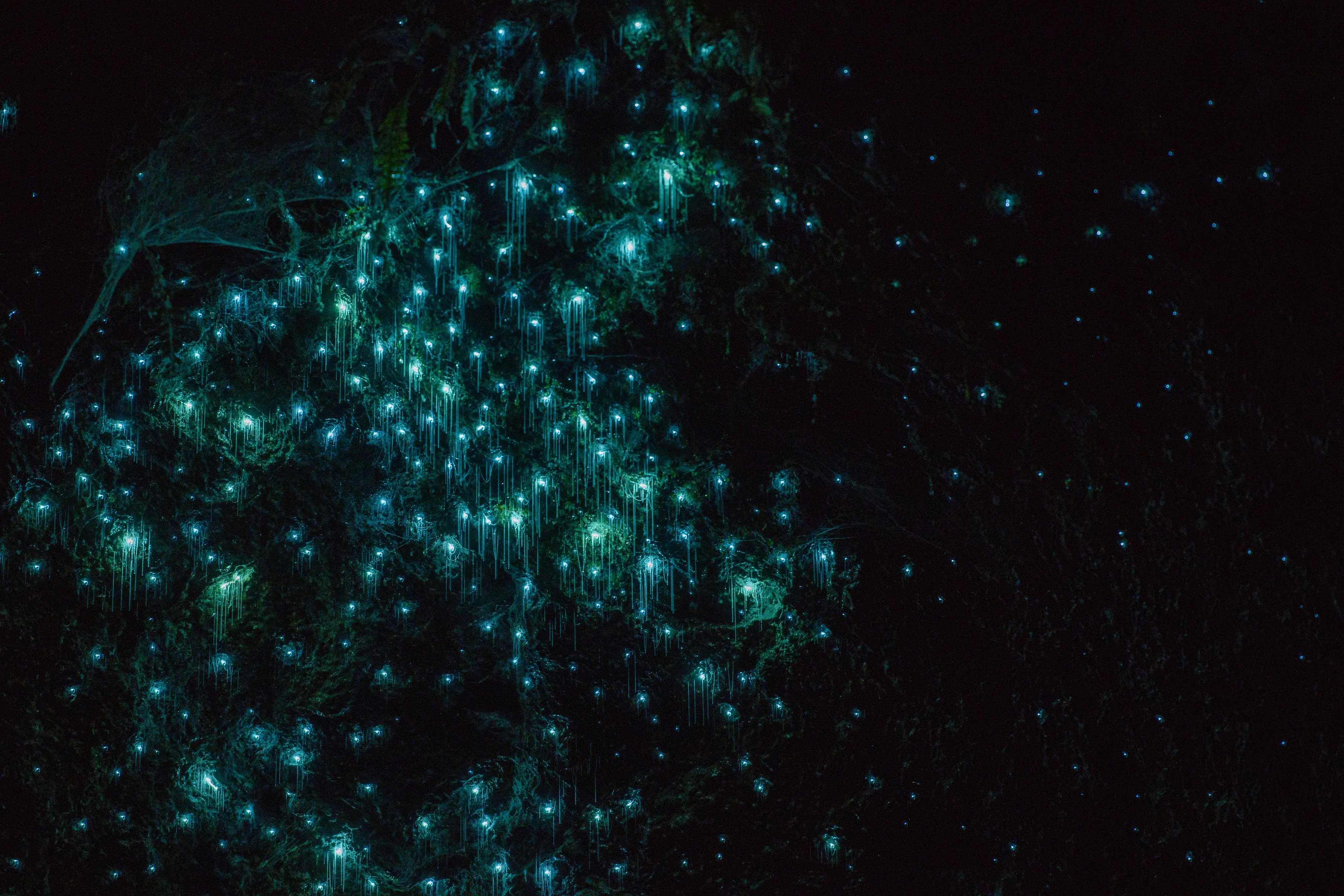 Statement Image of Waikato