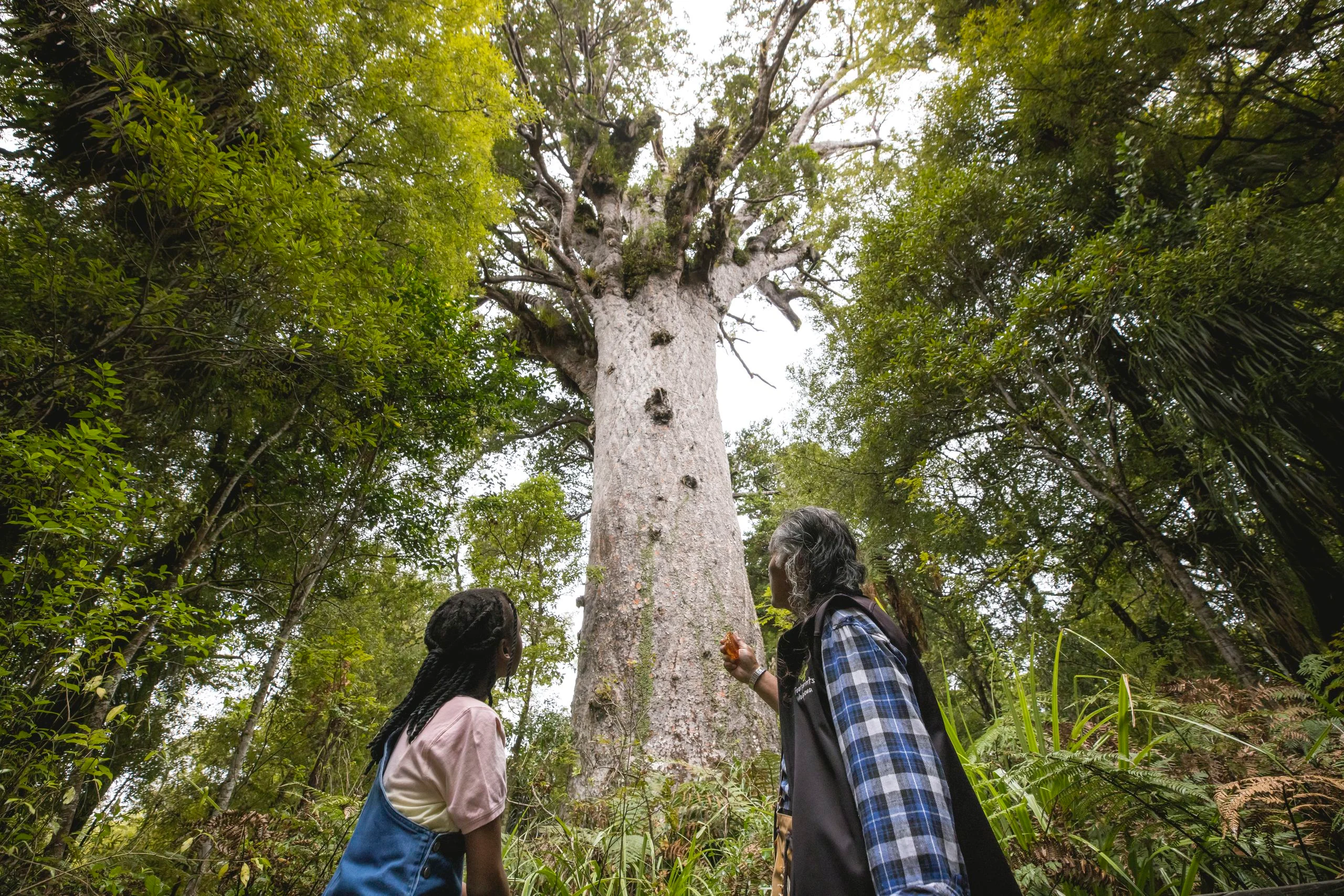 Footprints Waipoua Meet Tane