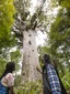Footprints Waipoua Meet Tane experience