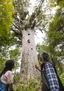 Footprints Waipoua Meet Tane