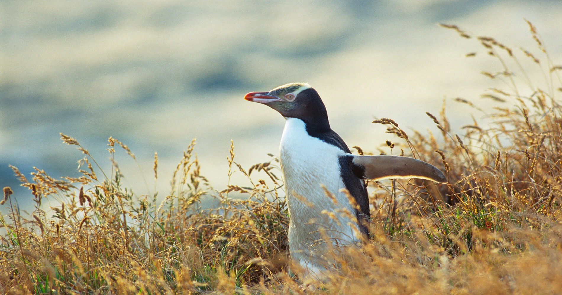 Otago Peninsula