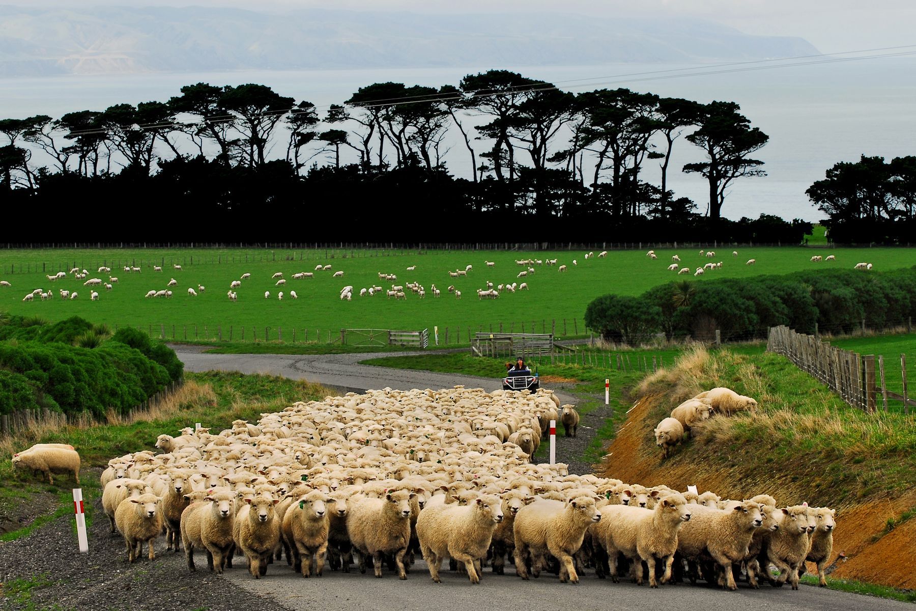 Palliser Bay