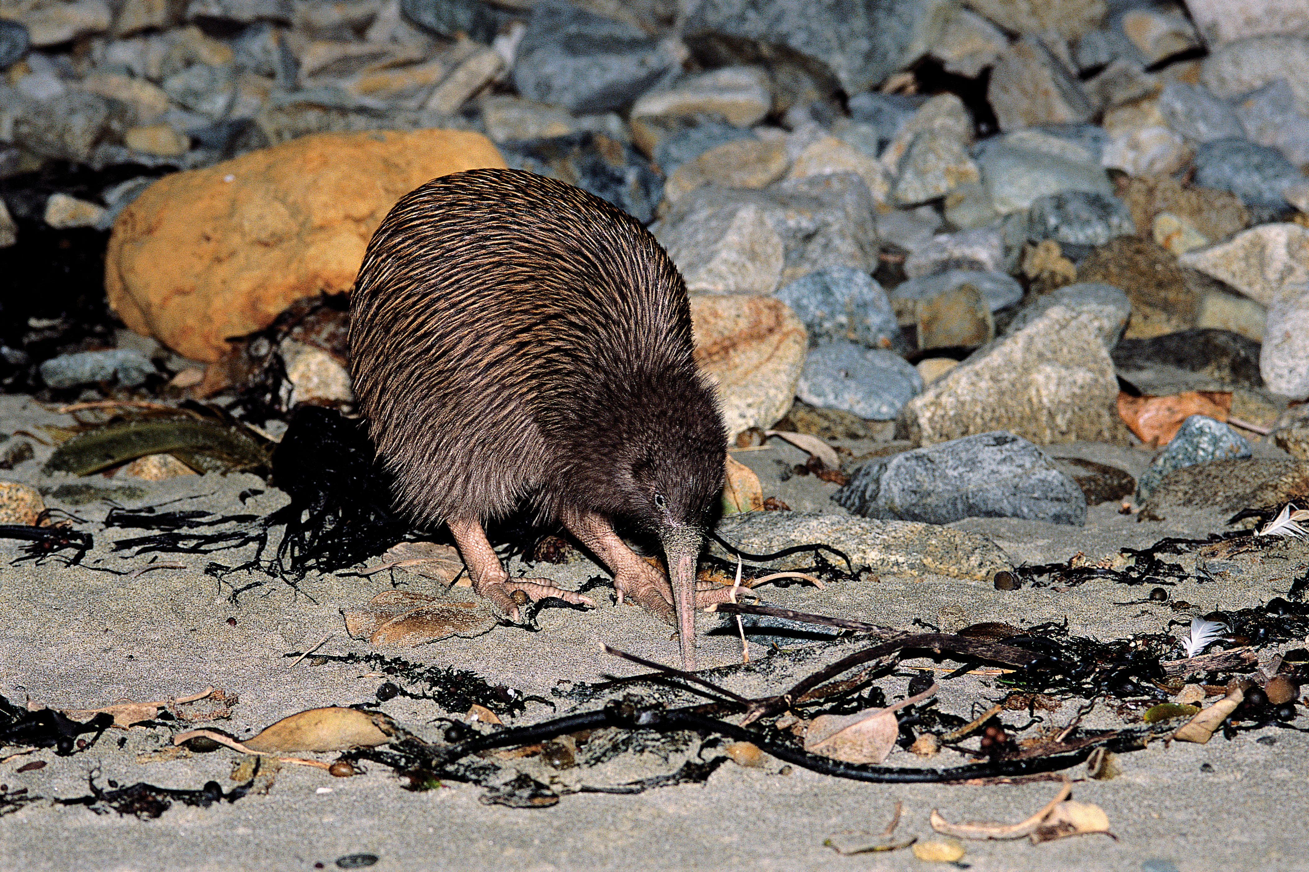 Evening Kiwi Spotting