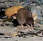Evening Kiwi Spotting