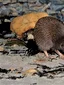 Evening Kiwi Spotting experience