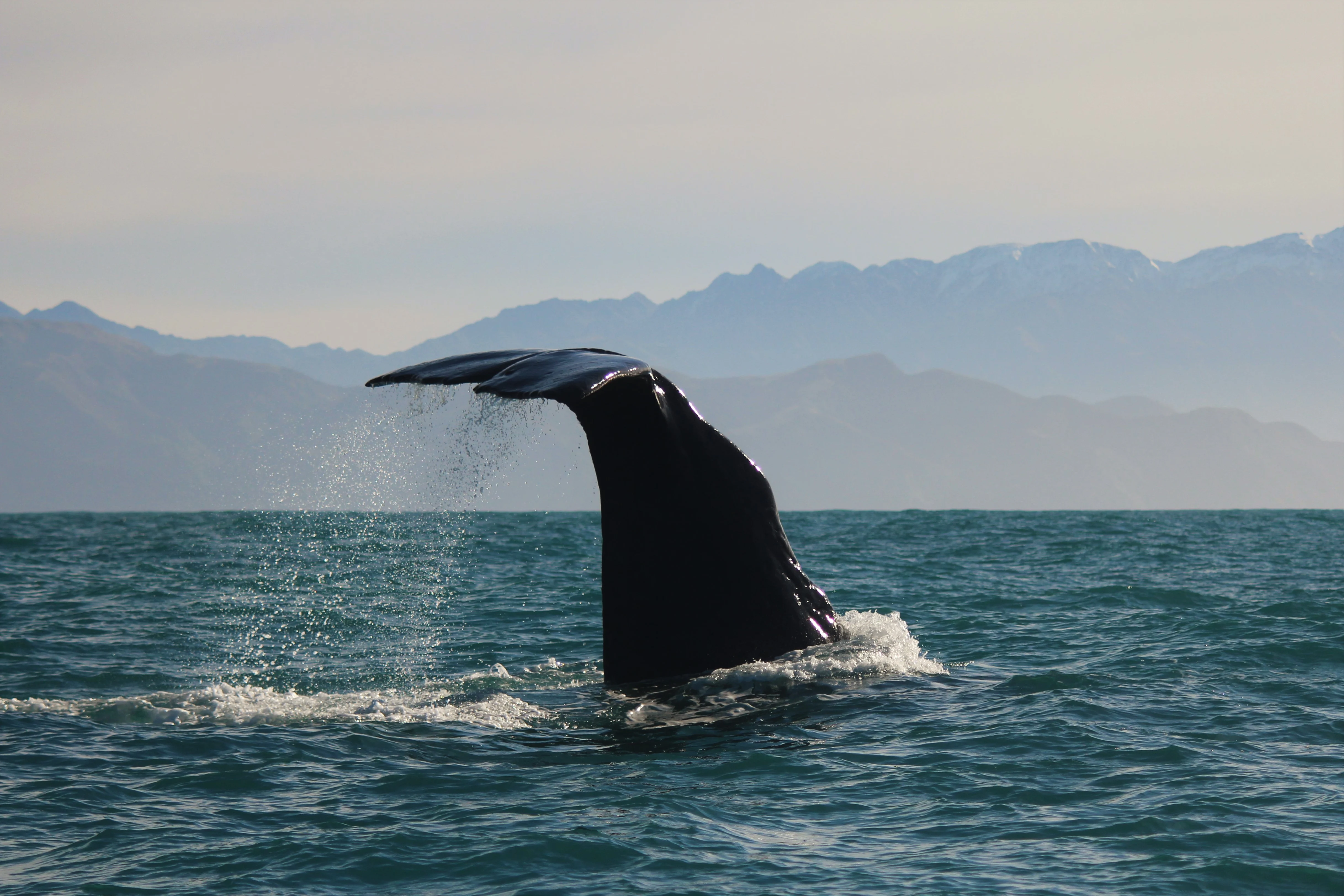 Whale Watch Cruise experience