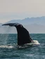 Whale Watch Cruise experience
