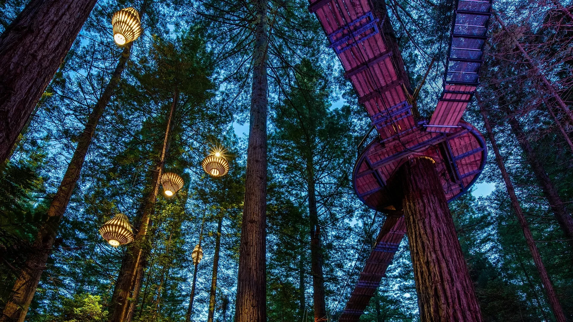 Redwoods Nightlight Treewalk experience
