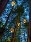 Redwoods Nightlight Treewalk experience