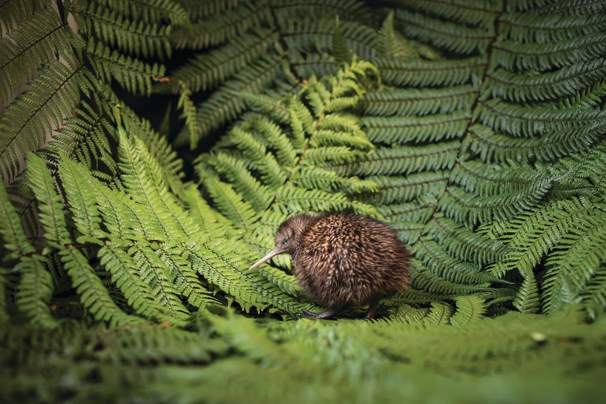 National Kiwi Hatchery Behind the Scenes Exclusive Tour experience