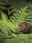 National Kiwi Hatchery Behind the Scenes Exclusive Tour experience