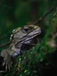 Ancient Forest Guided Walk experience