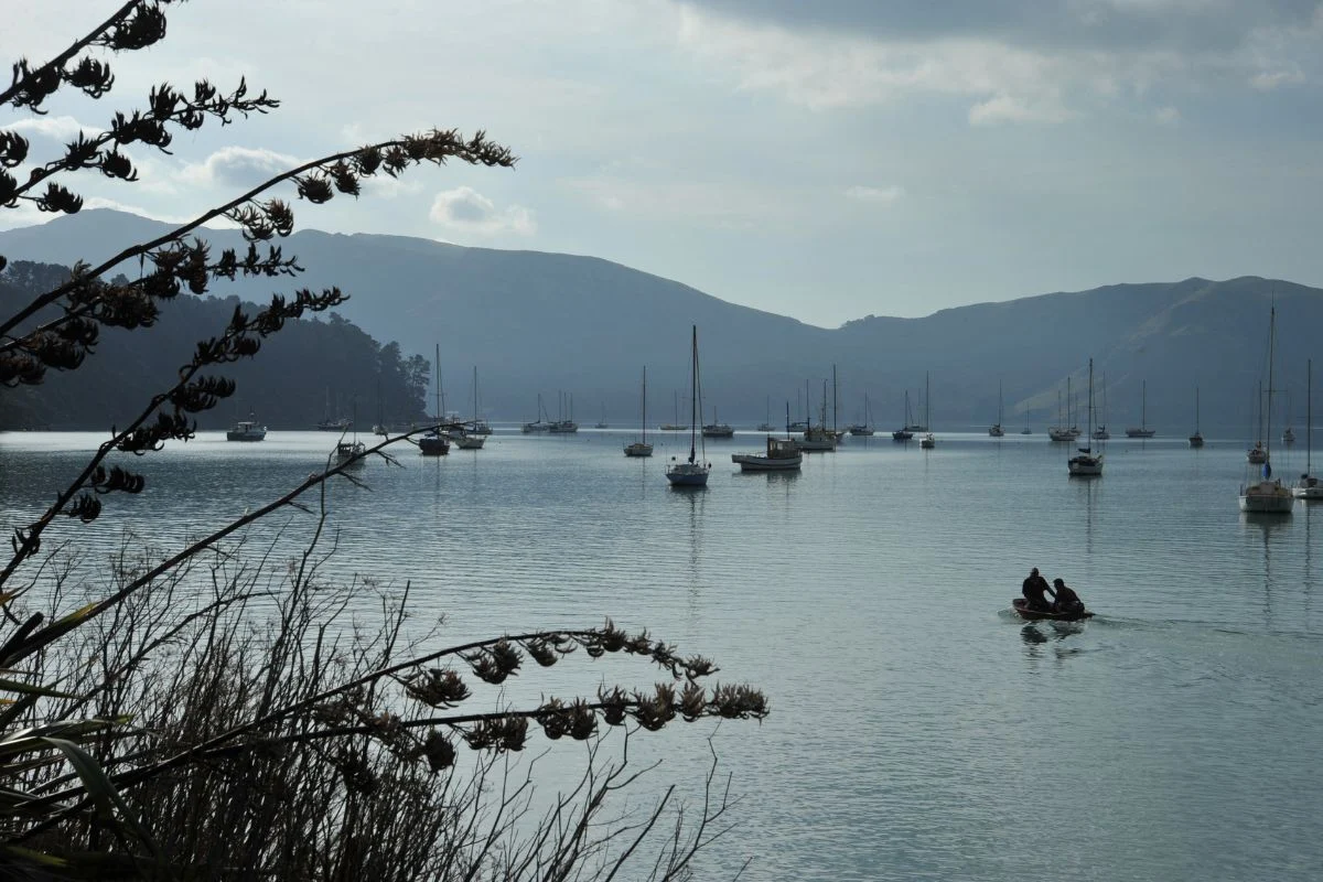 Akaroa Evening Penguin Tour experience