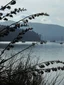 Akaroa Evening Penguin Tour experience