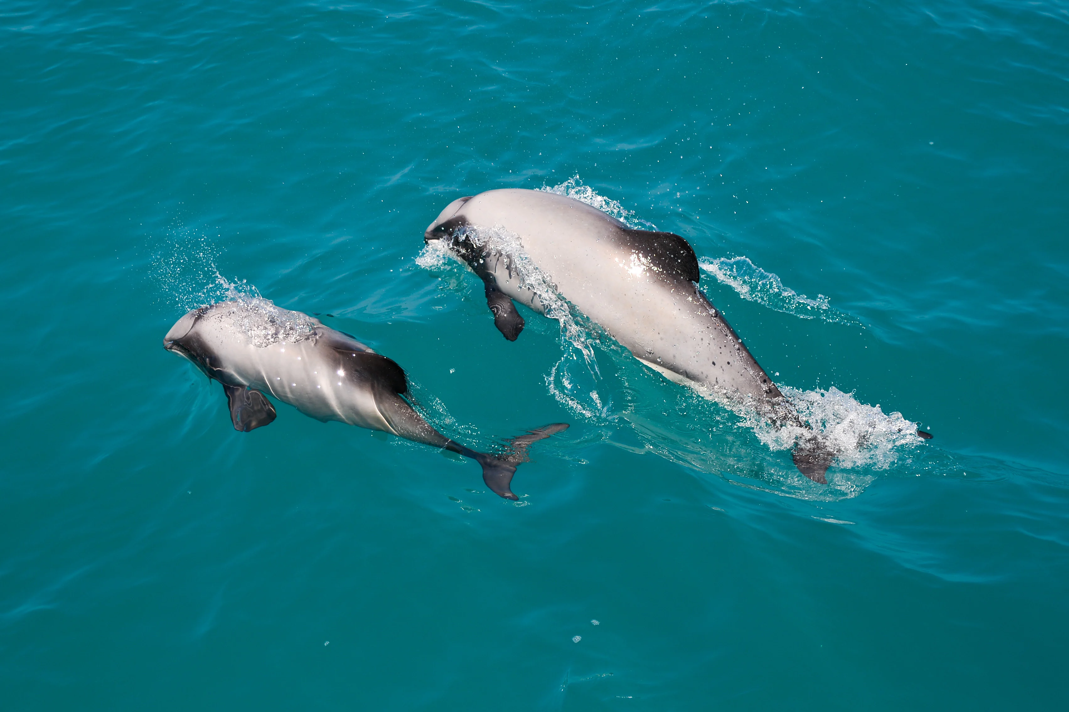 Akaroa Day Tour