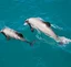 Akaroa Day Tour