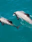 Akaroa Day Tour experience
