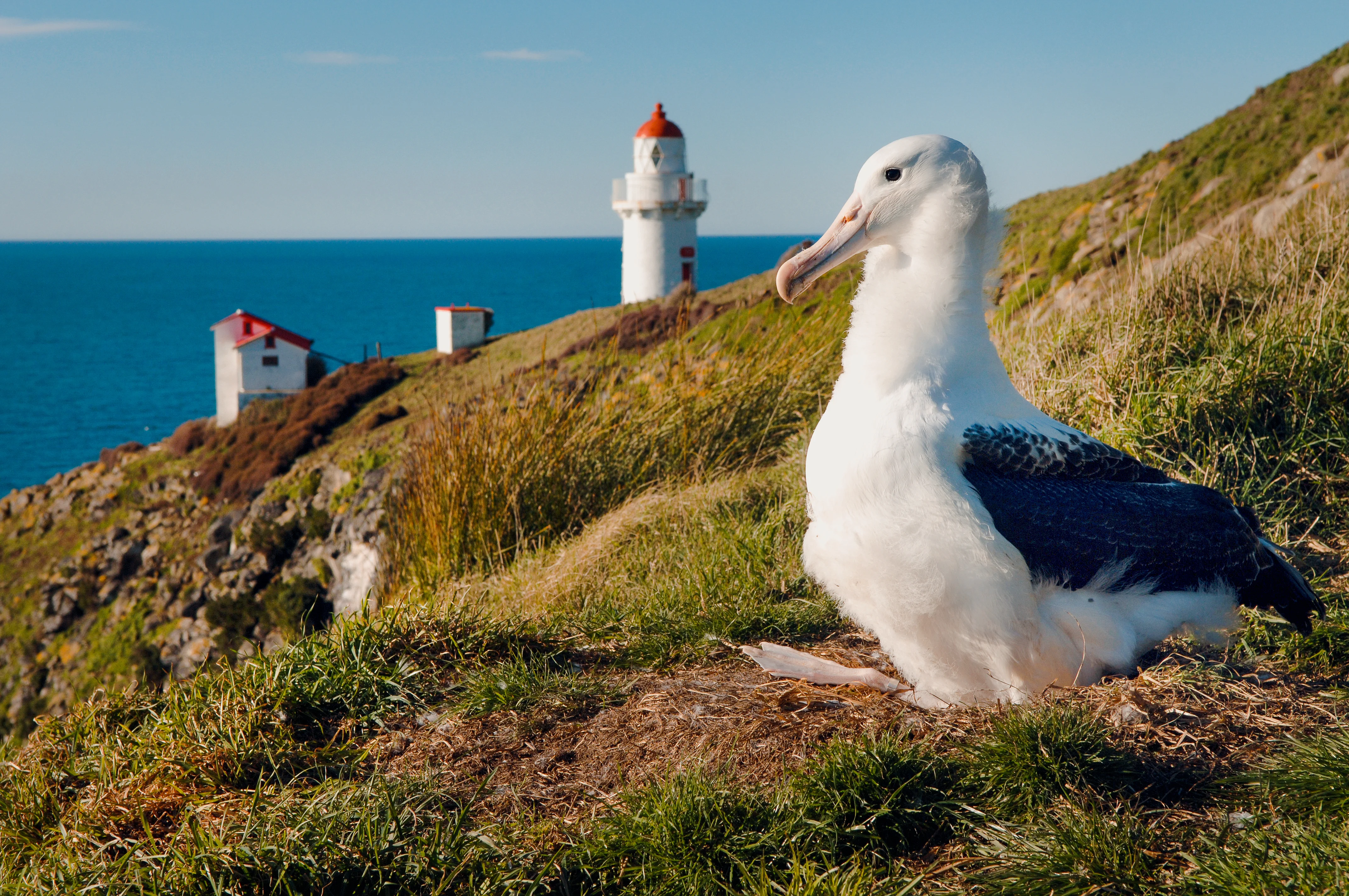 Royal Albatross Centre