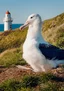 Royal Albatross Centre