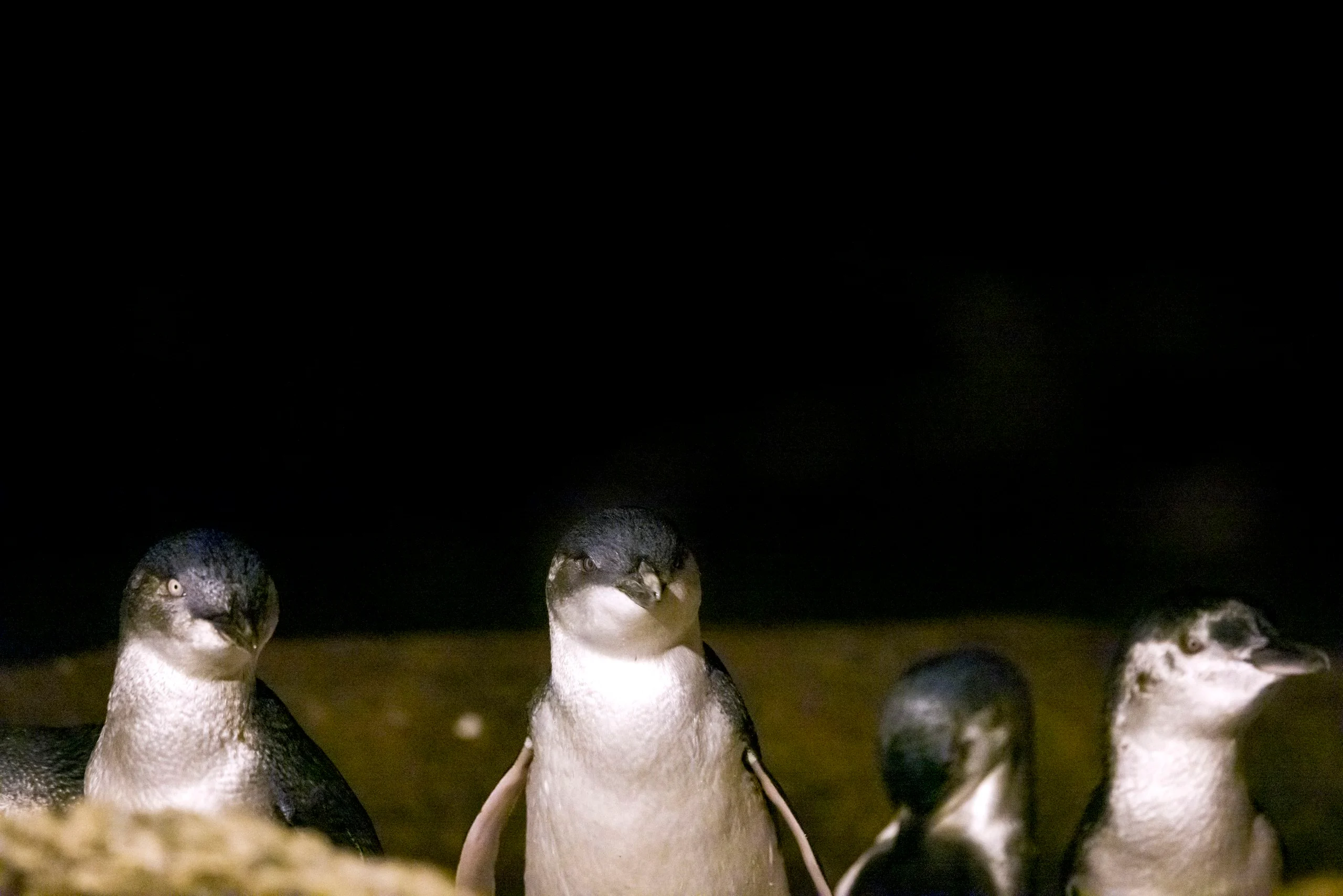 Oamaru Blue Penguin Colony Premium Viewing
