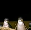 Oamaru Blue Penguin Colony Premium Viewing