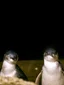 Oamaru Blue Penguin Colony Premium Viewing experience