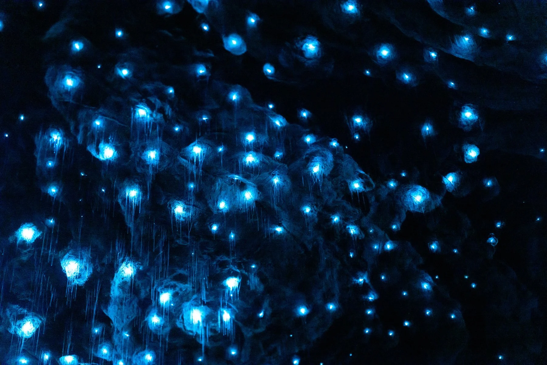 Te Anau Glowworm Caves experience