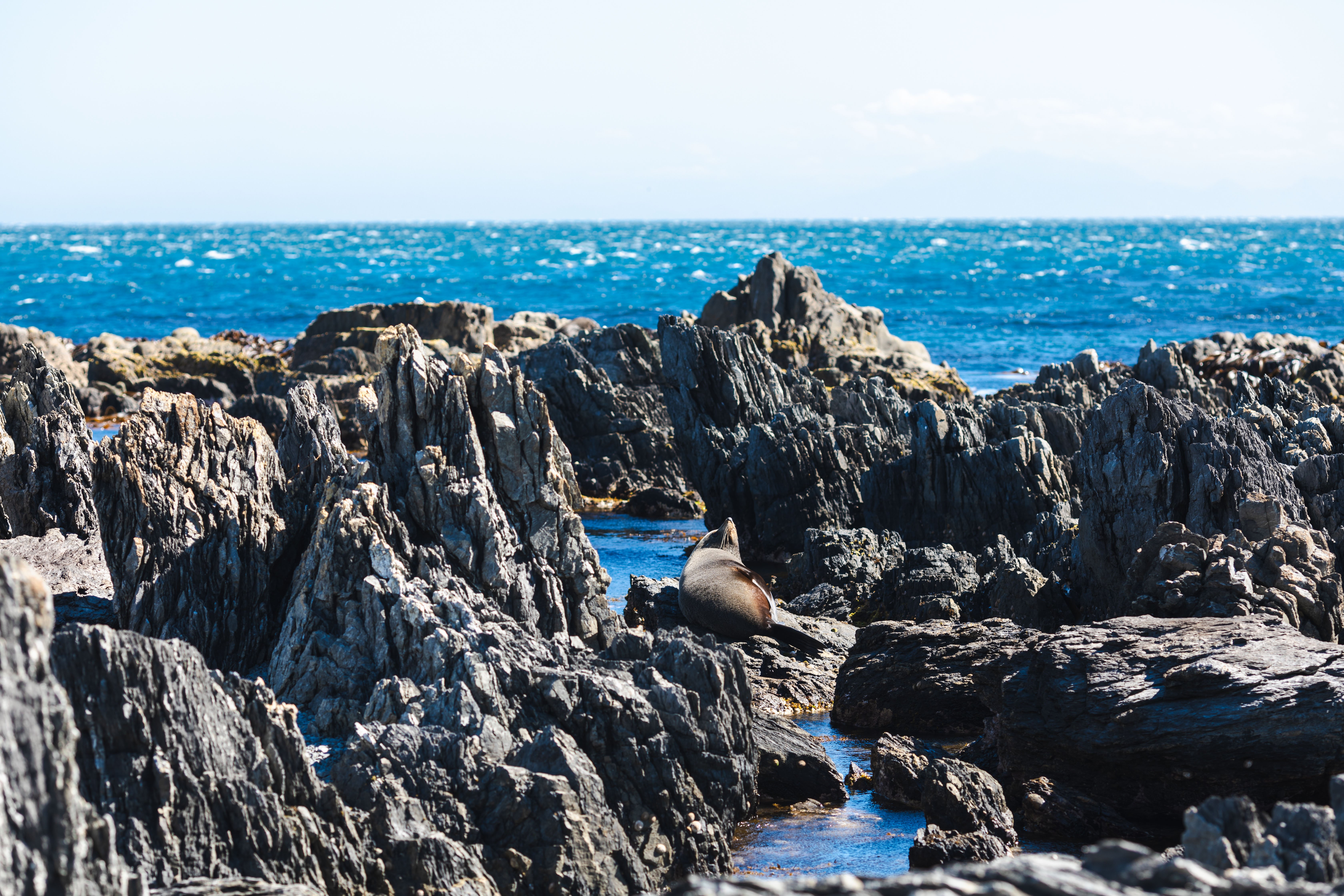 Seal Coast Safari experience