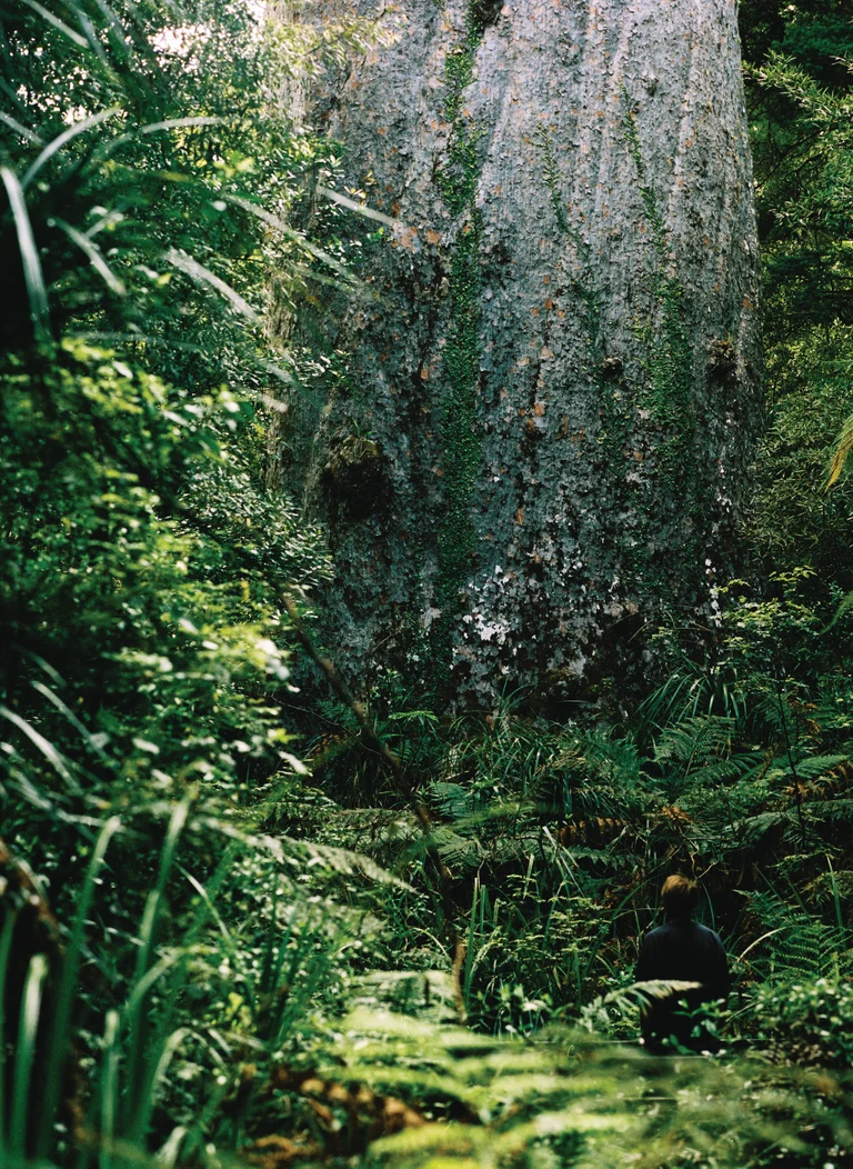 Touring New Zealand